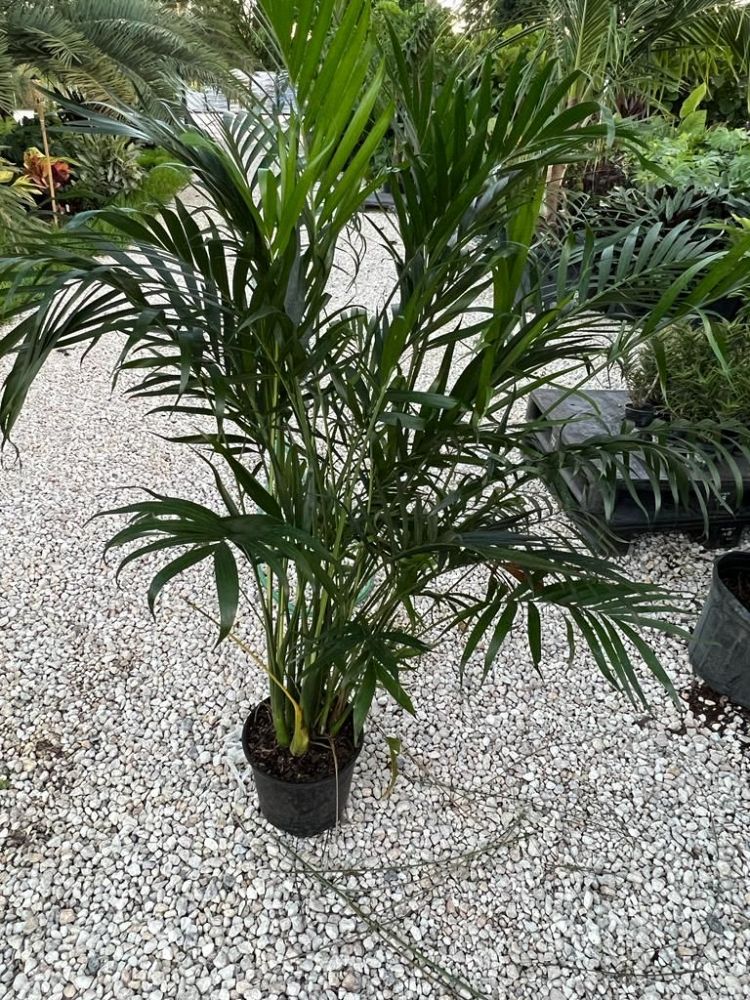 chamaedorea-cataractarum-cat-palm