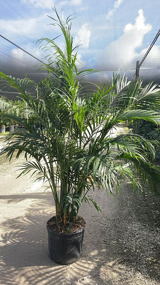 chamaedorea-cataractarum-cat-palm