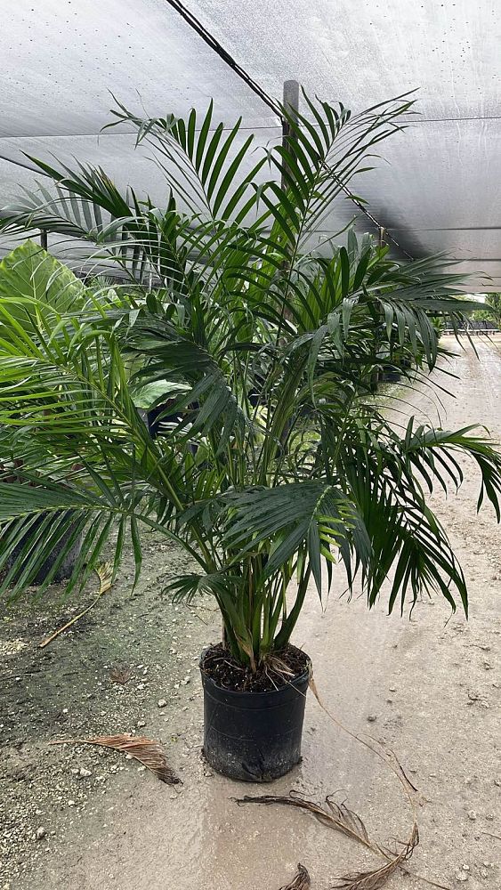 chamaedorea-cataractarum-cat-palm