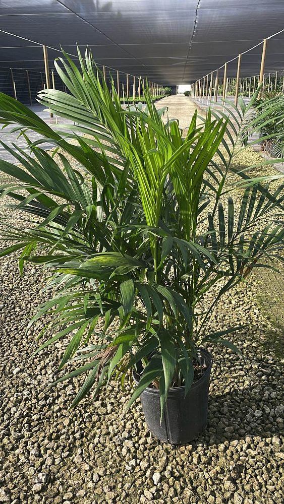 chamaedorea-cataractarum-cat-palm