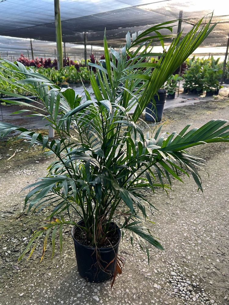 chamaedorea-cataractarum-cat-palm
