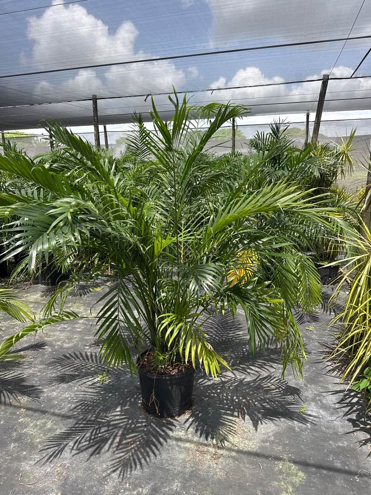 chamaedorea-cataractarum-cat-palm
