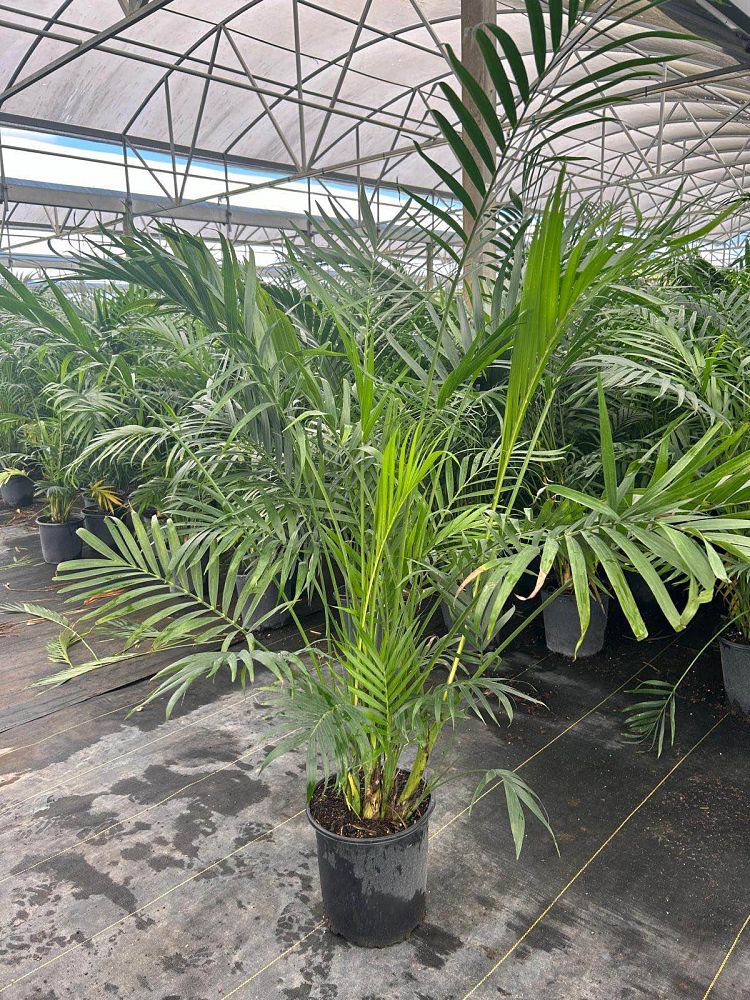 chamaedorea-cataractarum-cat-palm