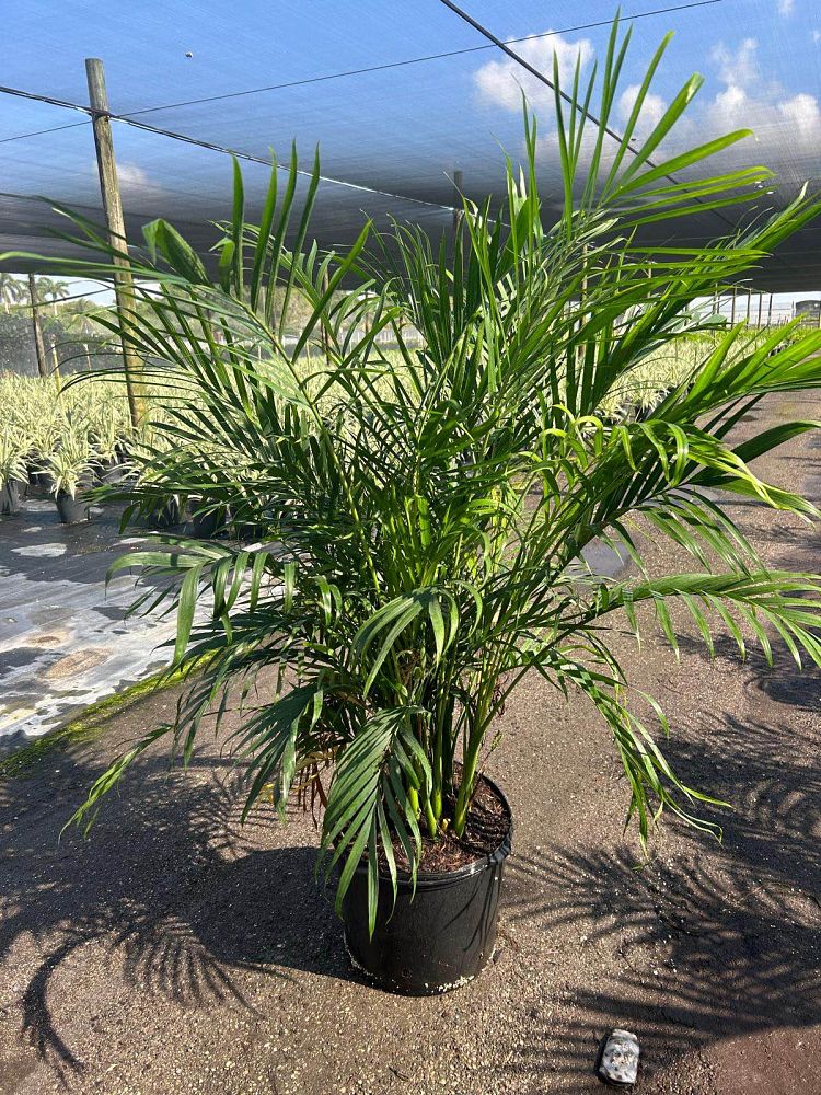 chamaedorea-cataractarum-cat-palm