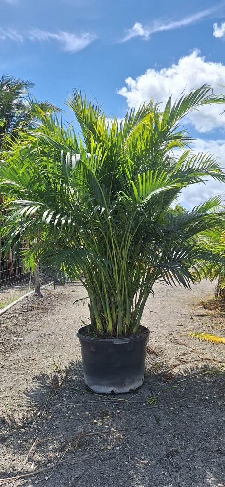 chamaedorea-cataractarum-cat-palm