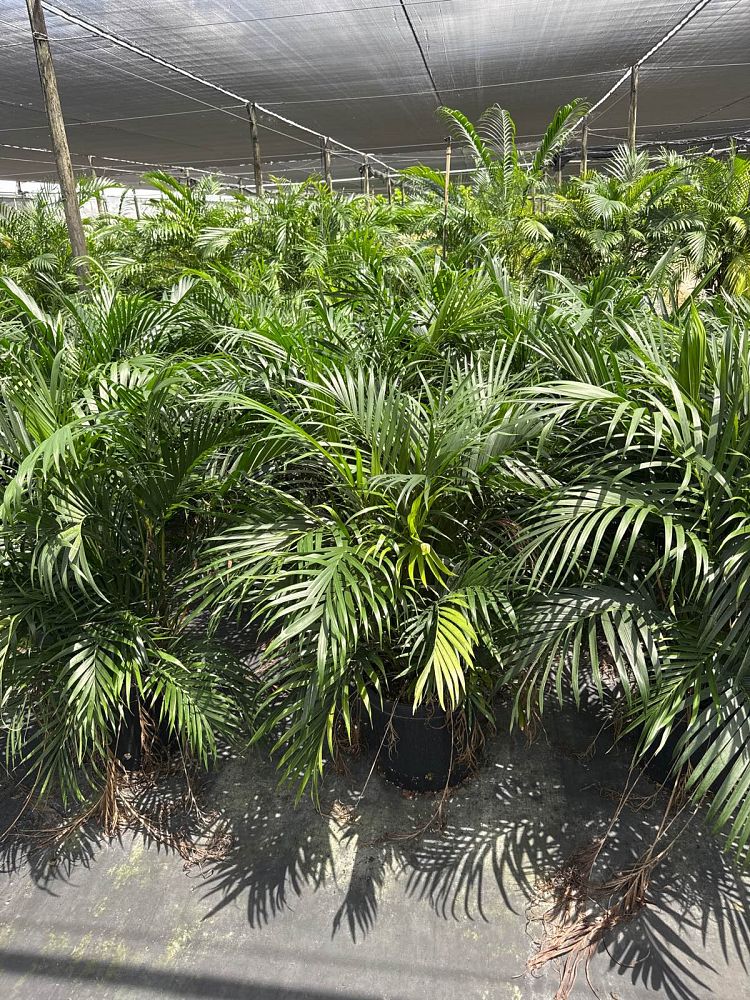 chamaedorea-cataractarum-cat-palm
