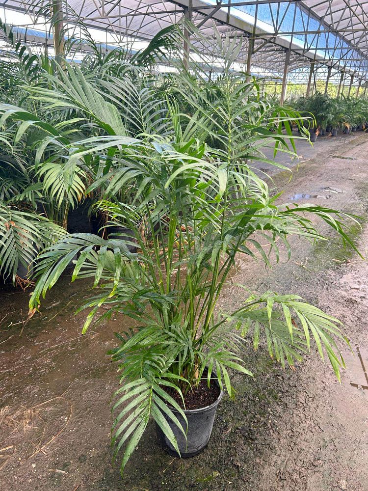 chamaedorea-cataractarum-cat-palm