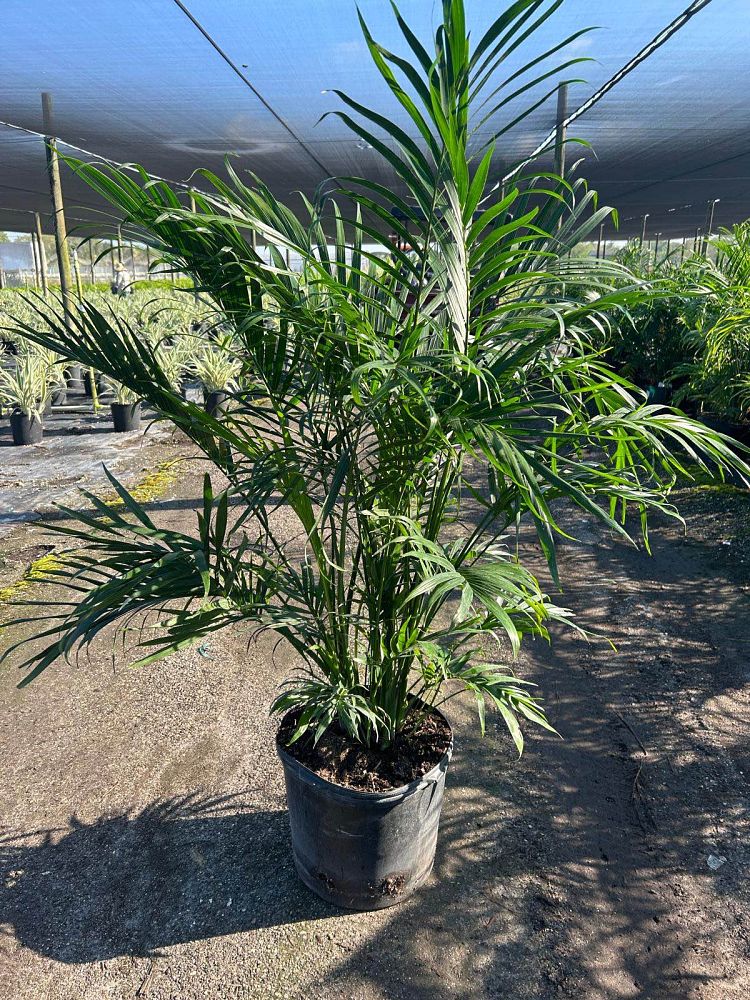 chamaedorea-cataractarum-cat-palm