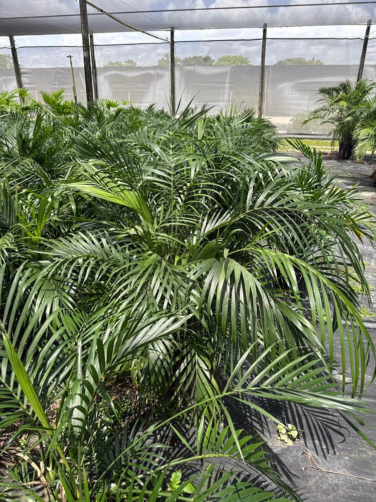 chamaedorea-cataractarum-cat-palm