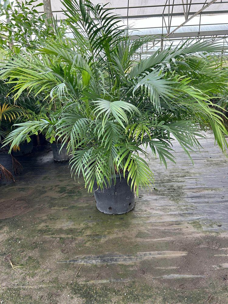 chamaedorea-cataractarum-cat-palm