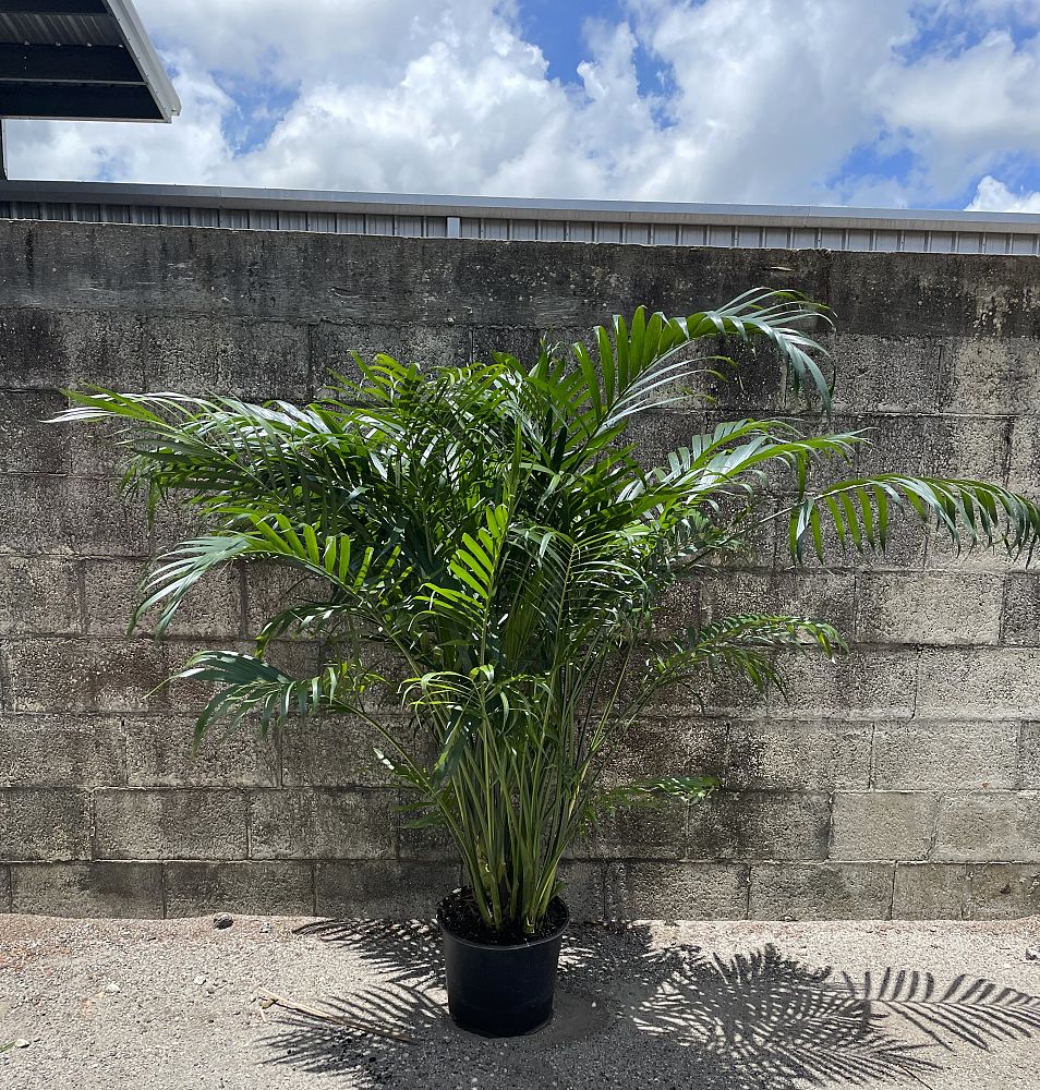 chamaedorea-cataractarum-cat-palm