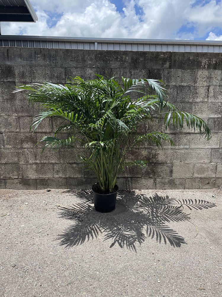 chamaedorea-cataractarum-cat-palm