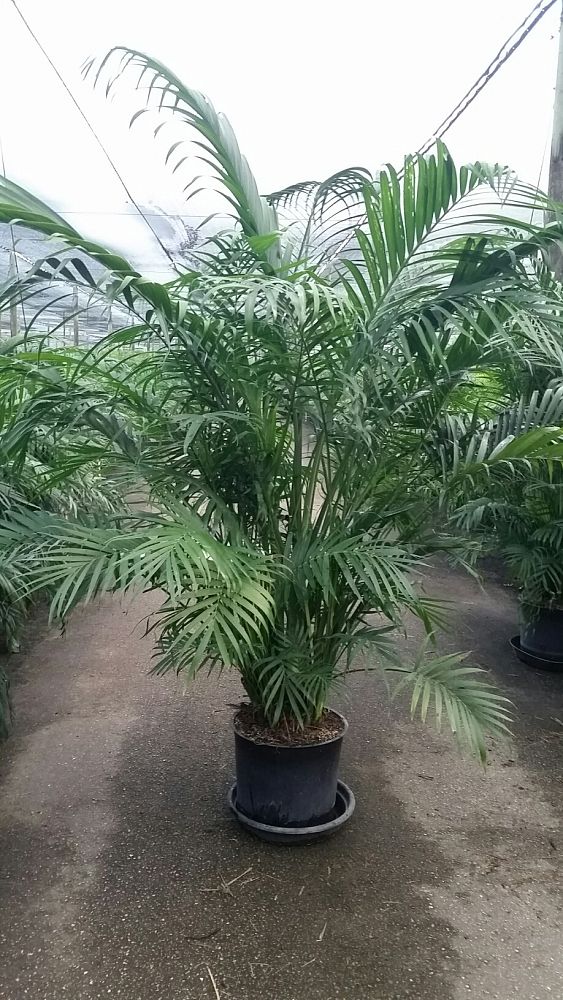 chamaedorea-cataractarum-cat-palm