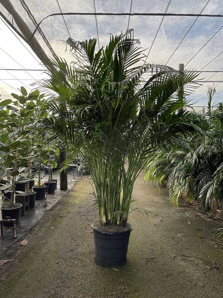 chamaedorea-cataractarum-cat-palm