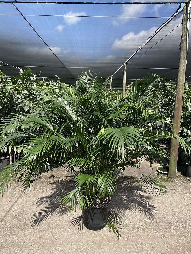 chamaedorea-cataractarum-cat-palm