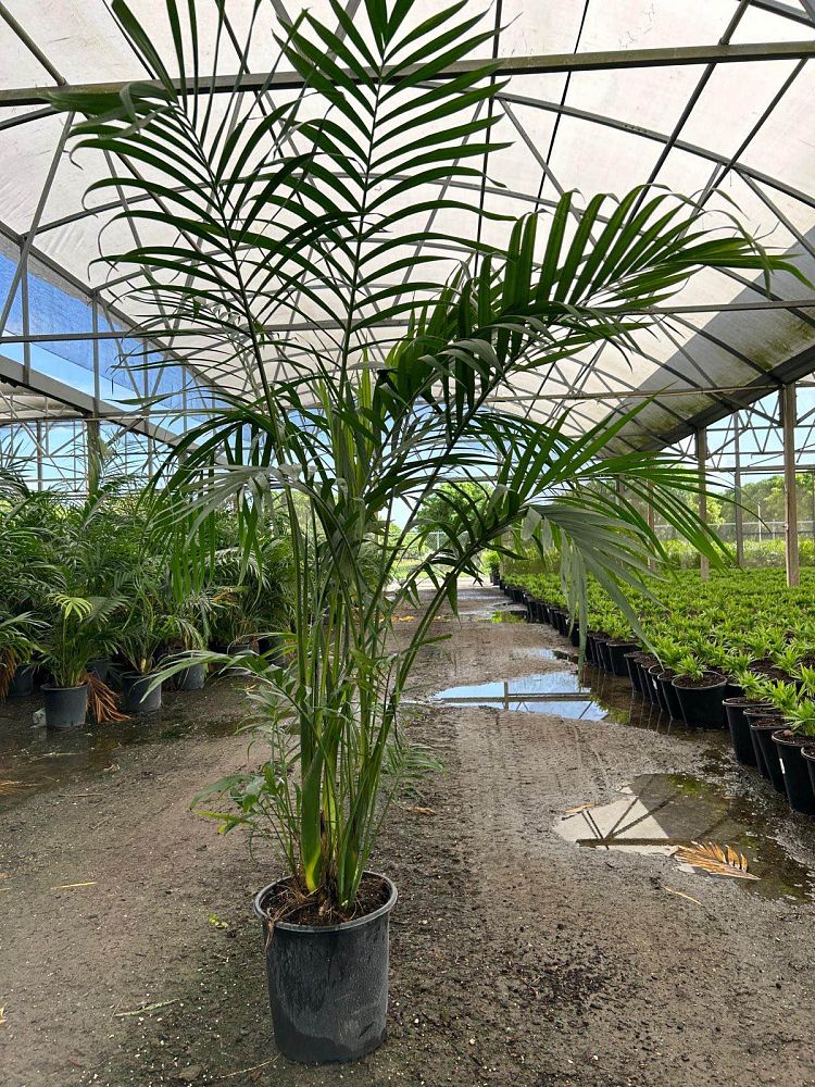 chamaedorea-cataractarum-cat-palm