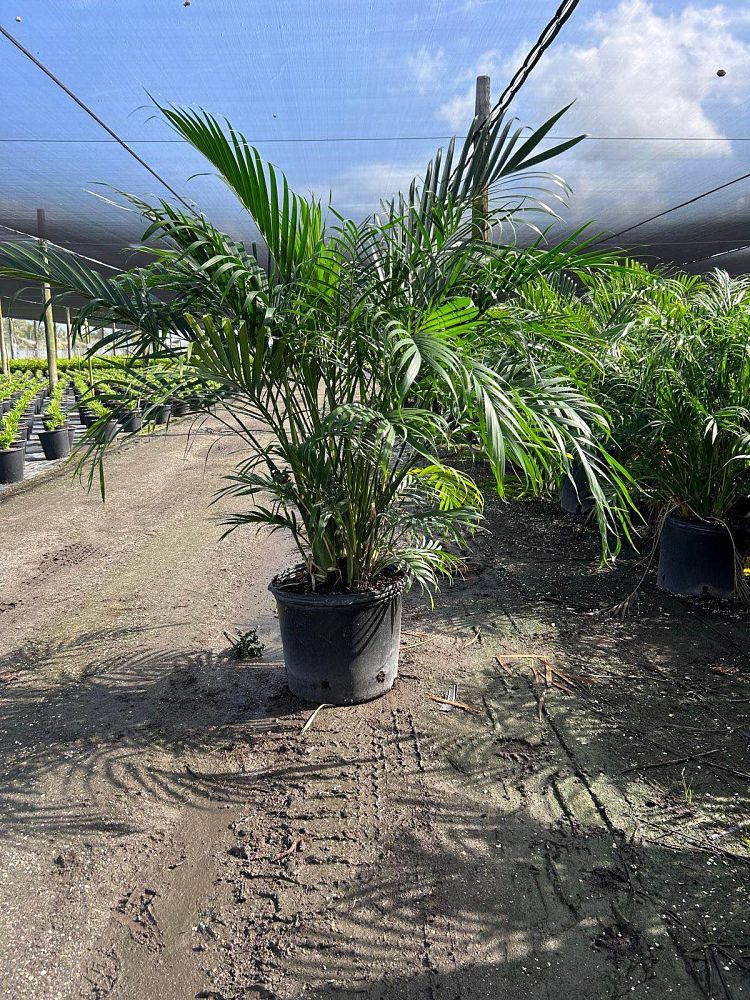 chamaedorea-cataractarum-cat-palm