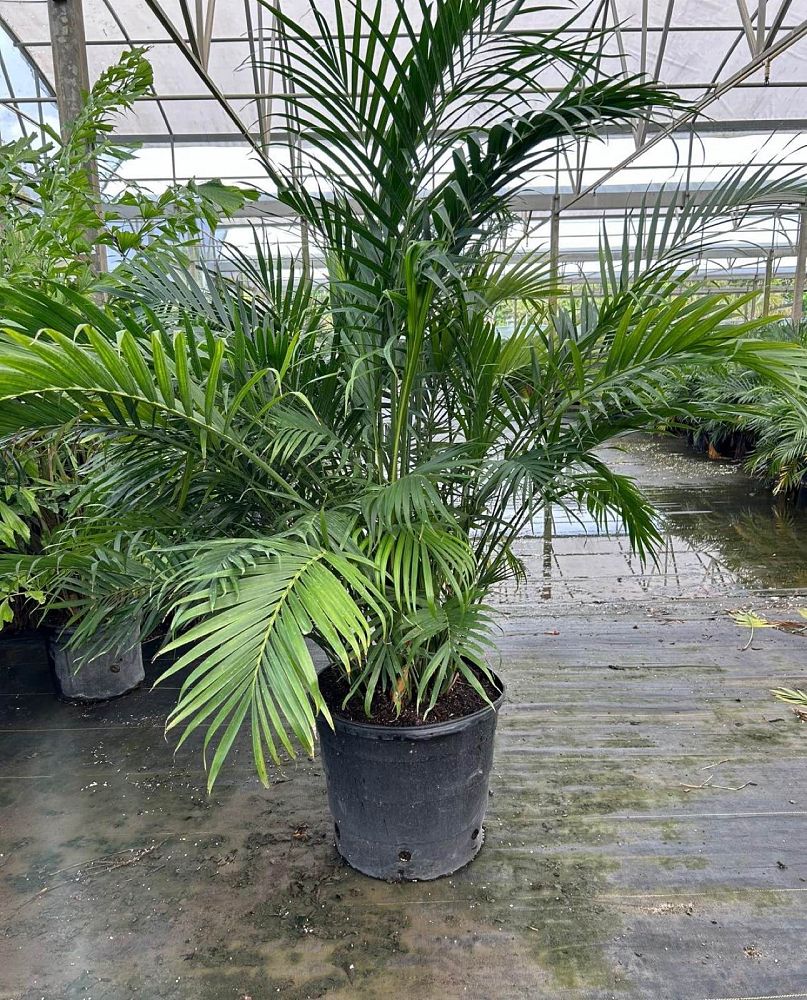 chamaedorea-cataractarum-cat-palm