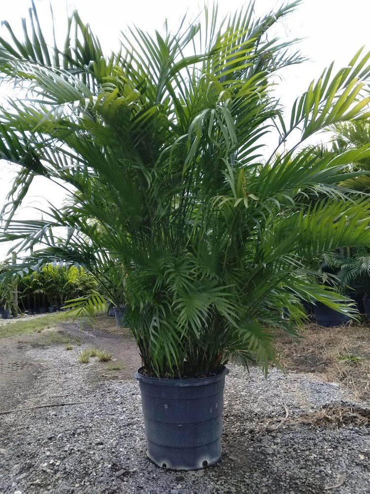 chamaedorea-cataractarum-cat-palm