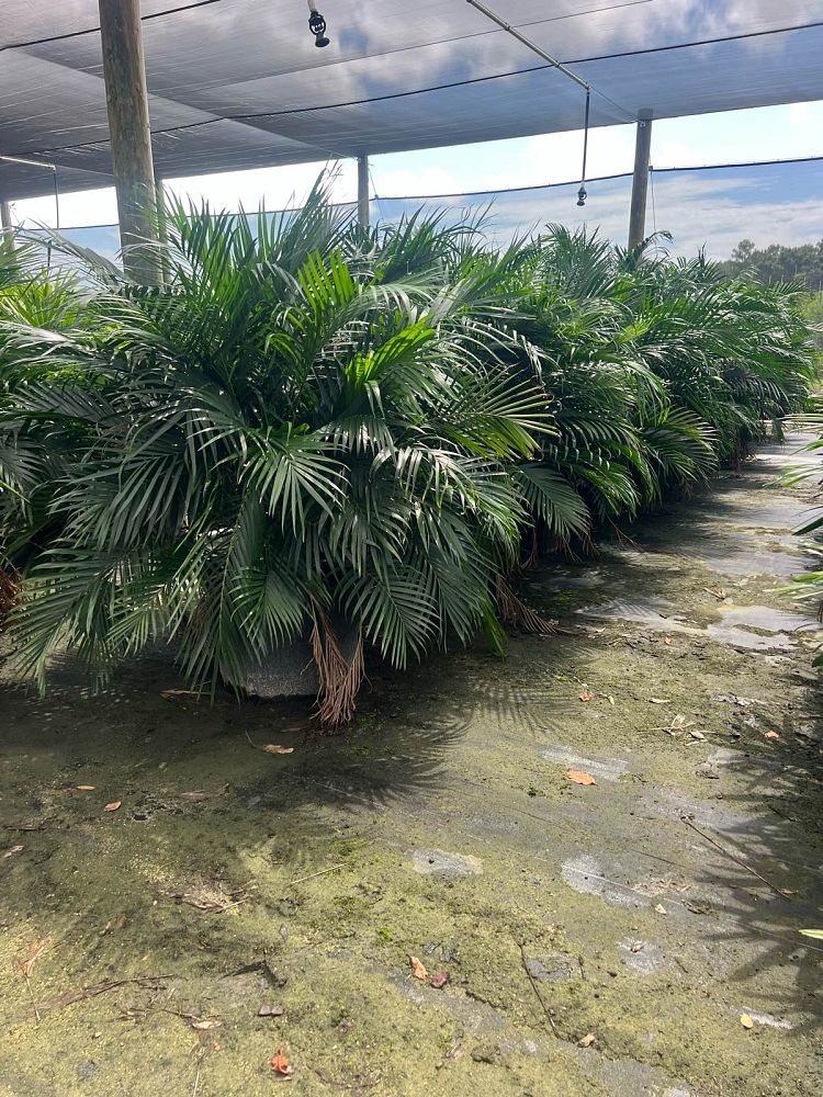 chamaedorea-cataractarum-cat-palm