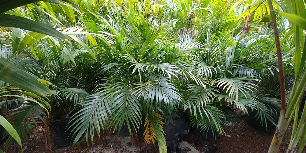 chamaedorea-cataractarum-cat-palm