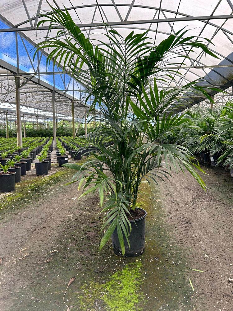chamaedorea-cataractarum-cat-palm