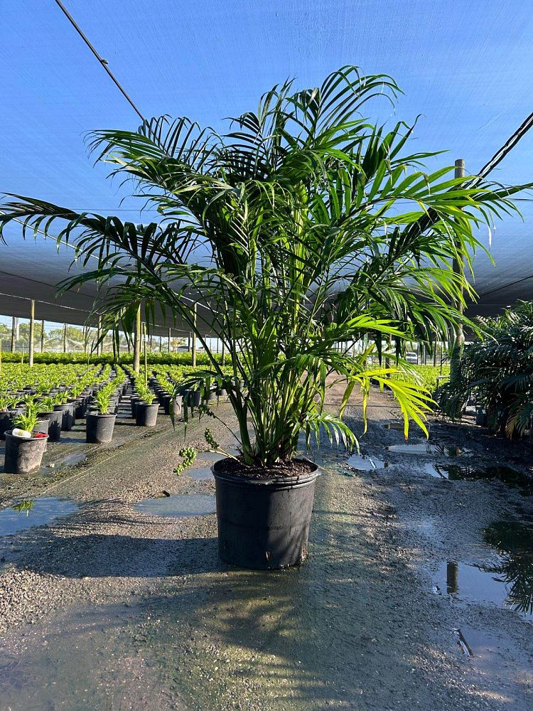 chamaedorea-cataractarum-cat-palm