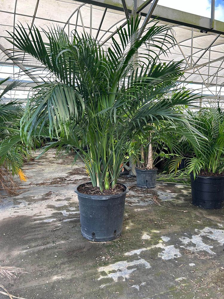 chamaedorea-cataractarum-cat-palm