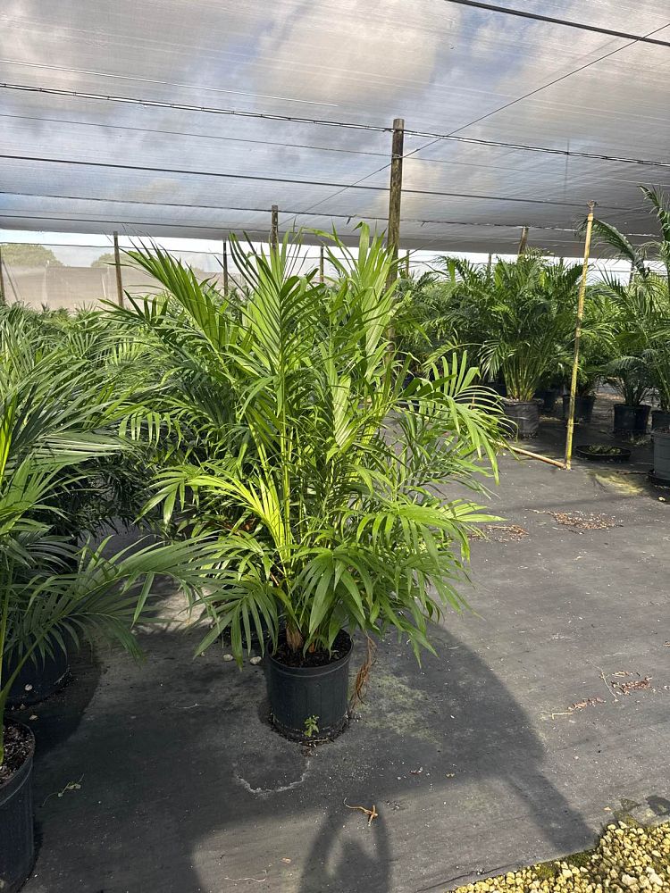 chamaedorea-cataractarum-cat-palm