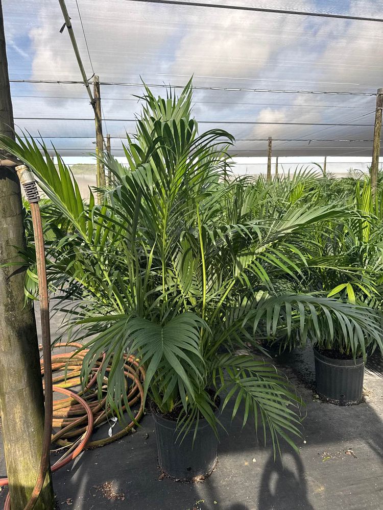 chamaedorea-cataractarum-cat-palm