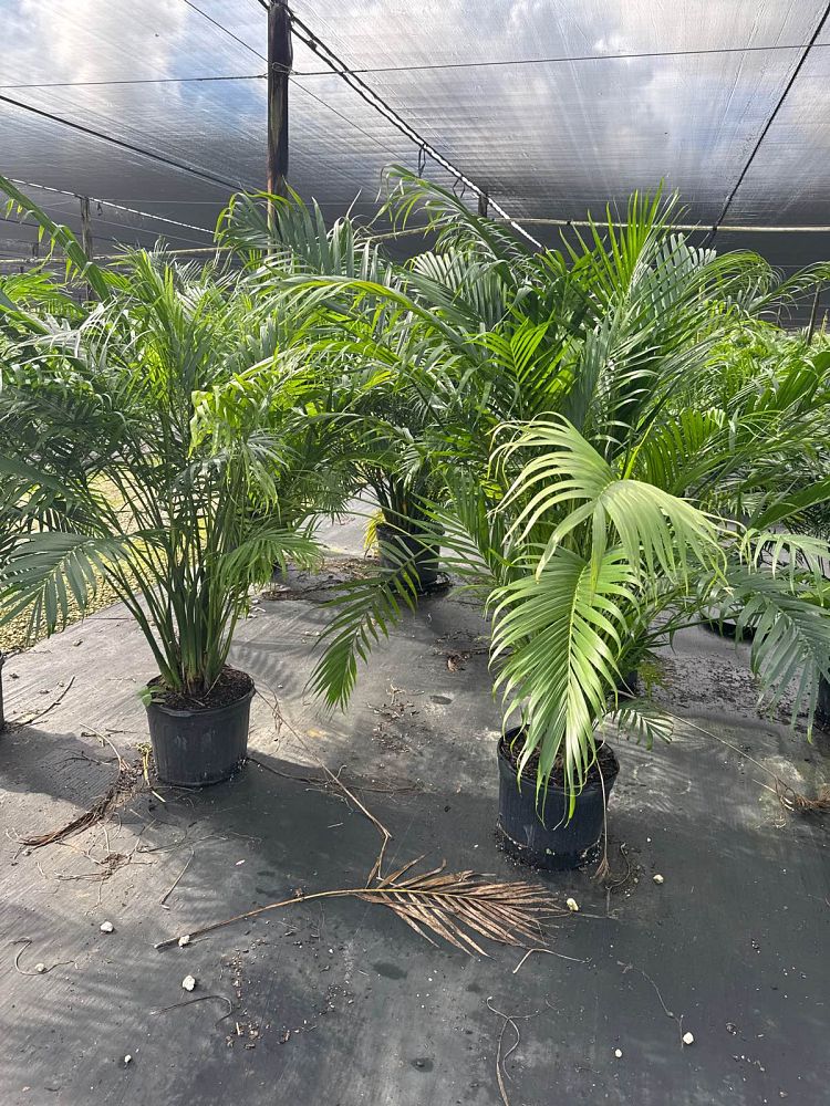 chamaedorea-cataractarum-cat-palm