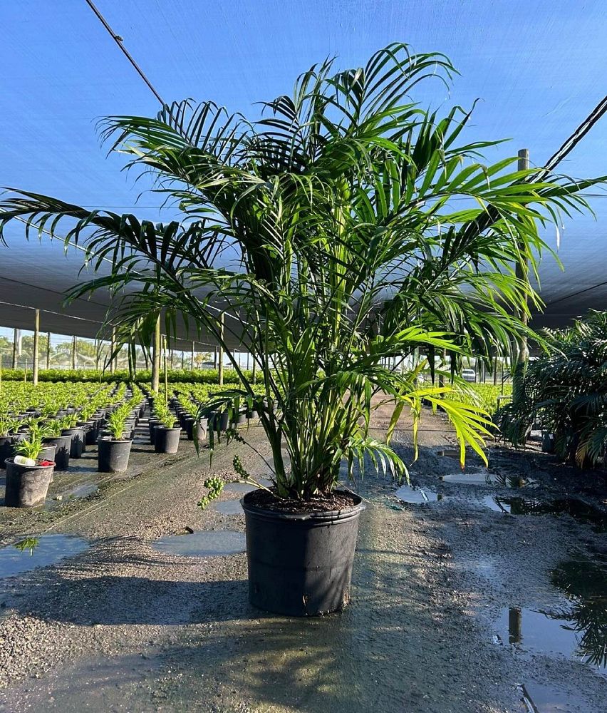 chamaedorea-cataractarum-cat-palm