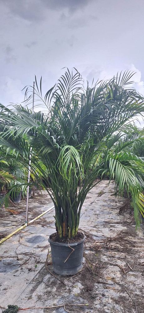 chamaedorea-cataractarum-cat-palm