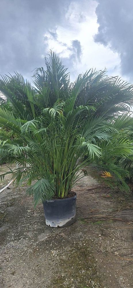 chamaedorea-cataractarum-cat-palm