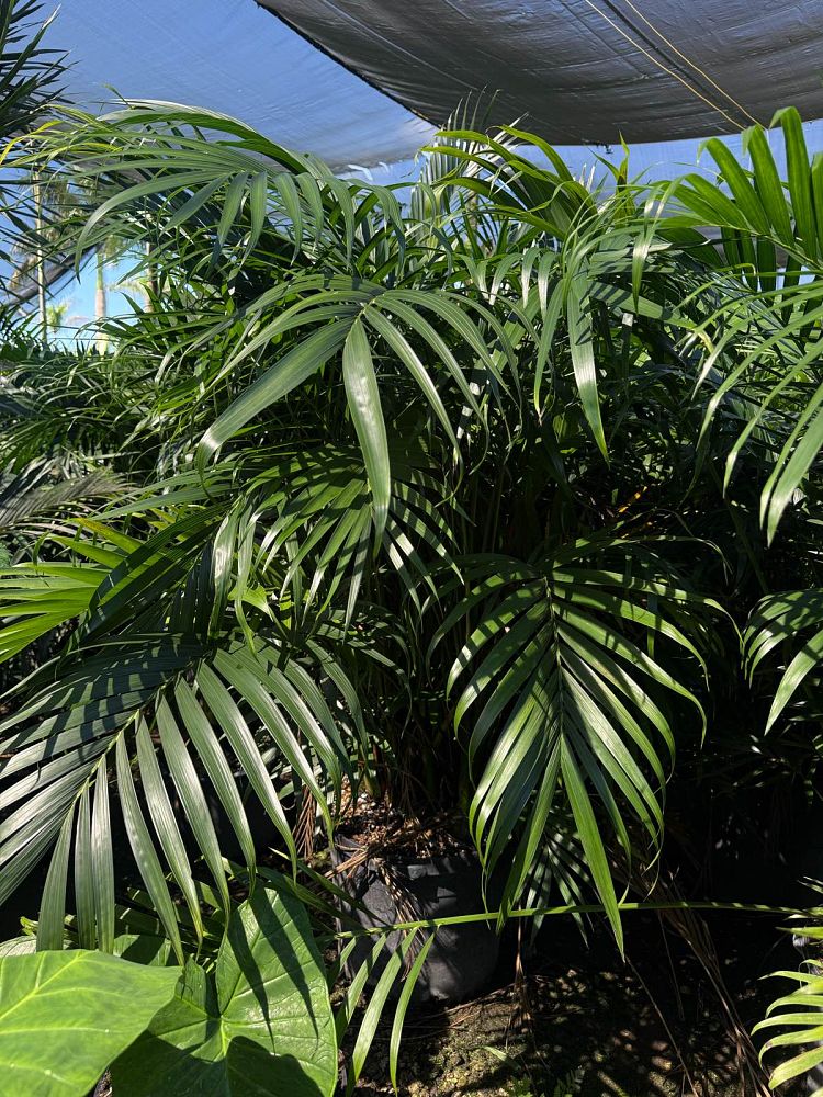 chamaedorea-cataractarum-cat-palm