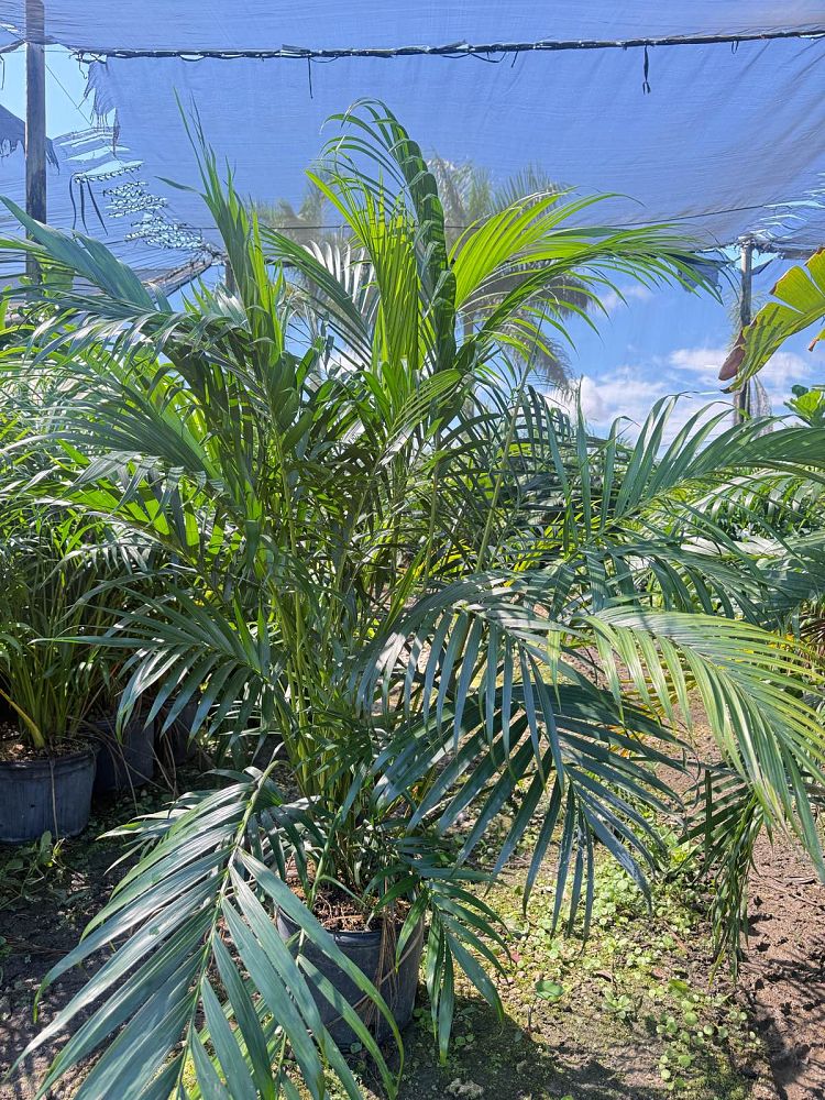chamaedorea-cataractarum-cat-palm