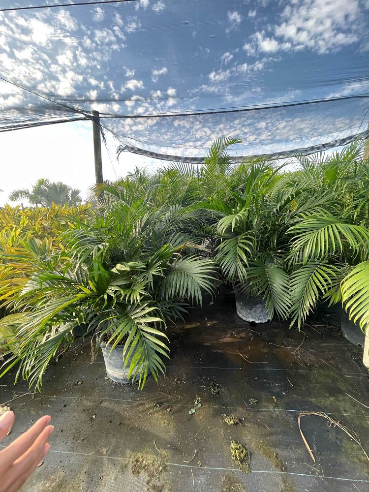 chamaedorea-cataractarum-cat-palm