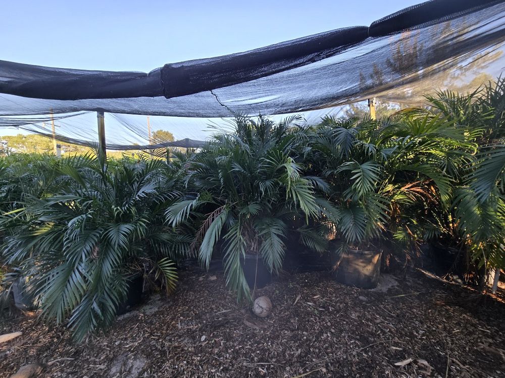 chamaedorea-cataractarum-cat-palm