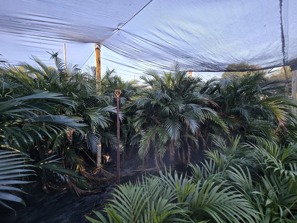 chamaedorea-cataractarum-cat-palm