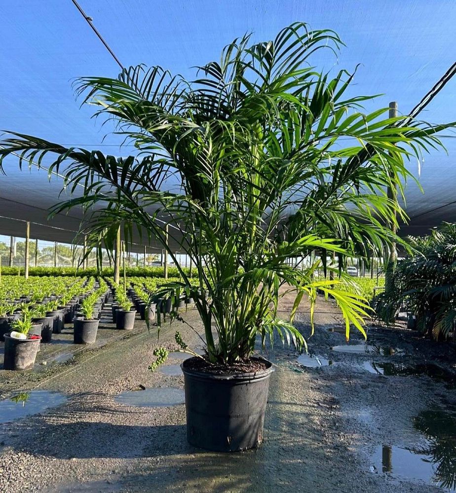 chamaedorea-cataractarum-cat-palm