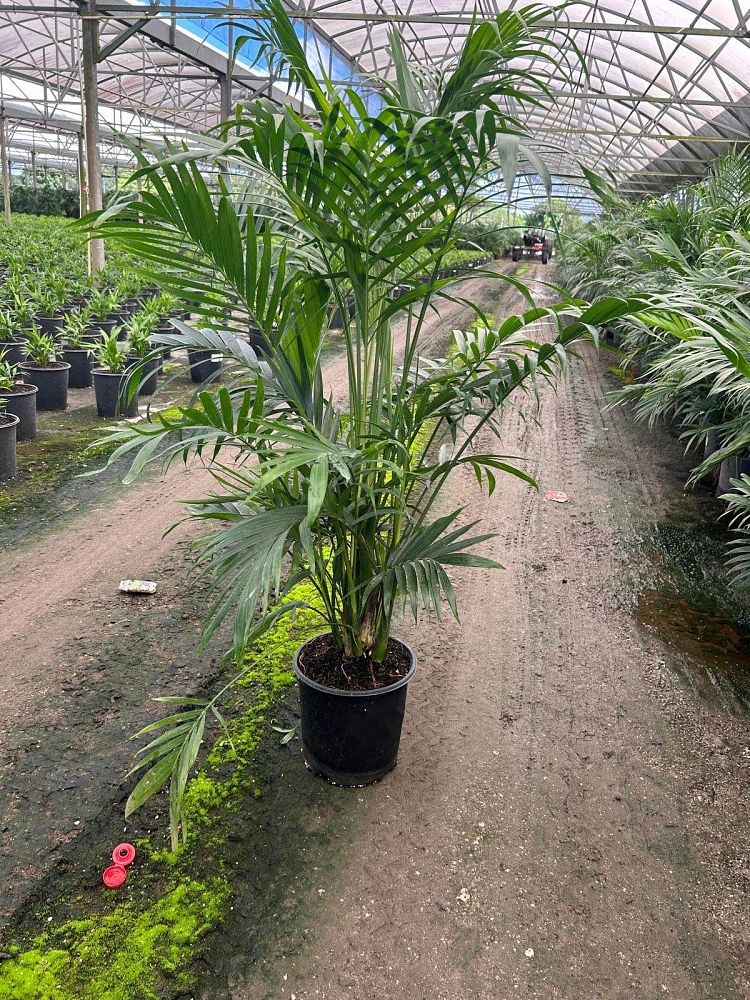 chamaedorea-cataractarum-cat-palm
