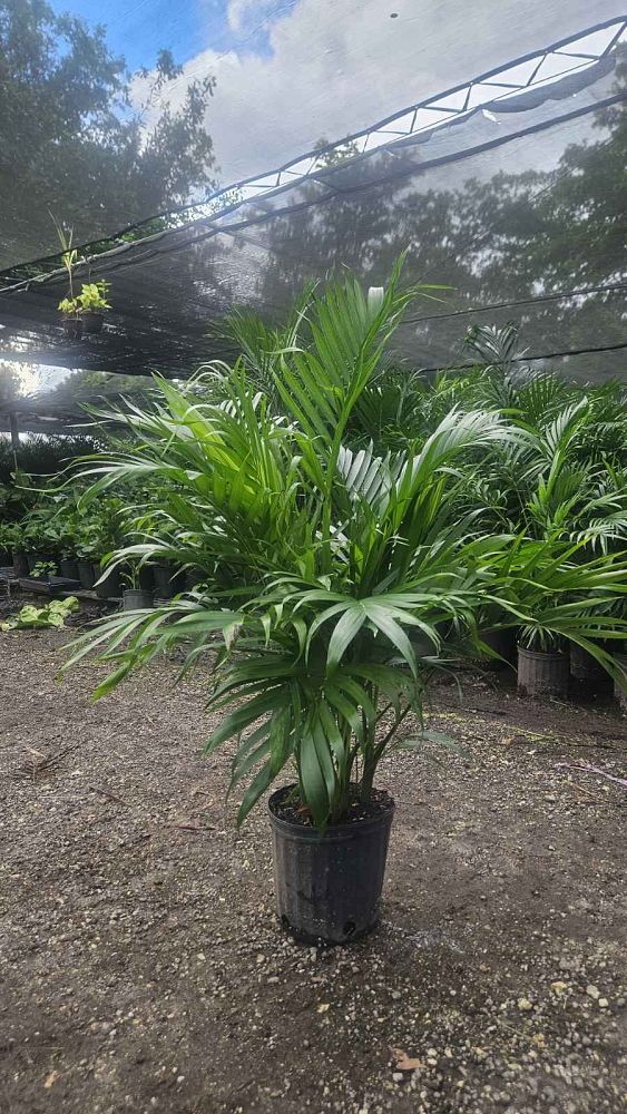 chamaedorea-cataractarum-cat-palm