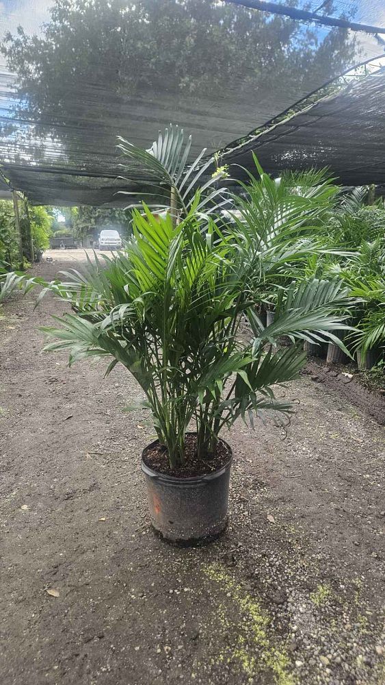 chamaedorea-cataractarum-cat-palm