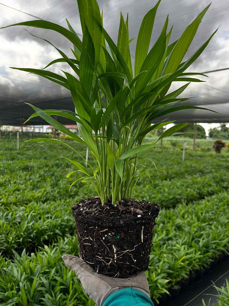 chamaedorea-cataractarum-cat-palm