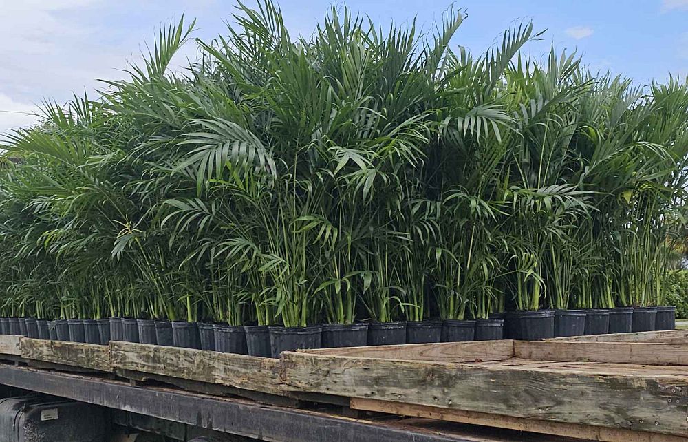 chamaedorea-cataractarum-cat-palm