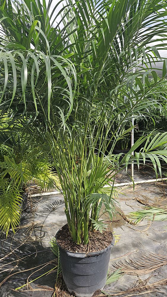 chamaedorea-cataractarum-cat-palm