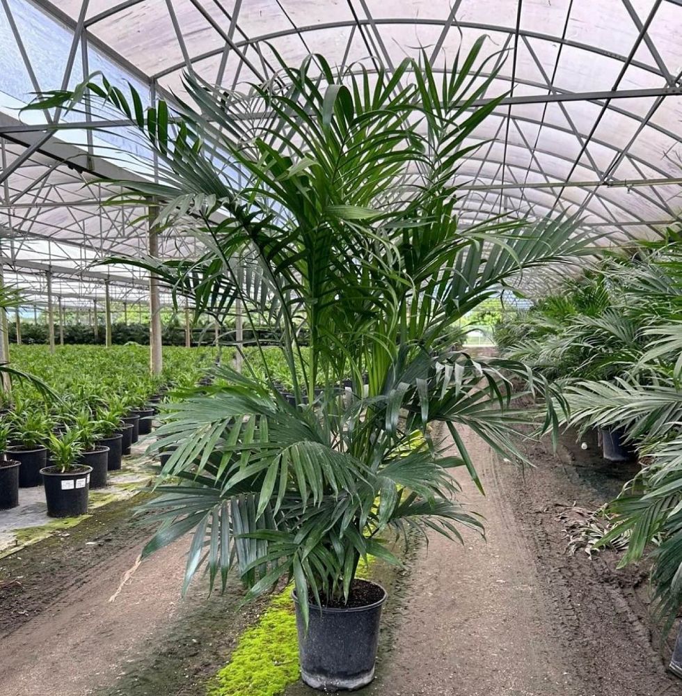chamaedorea-cataractarum-cat-palm