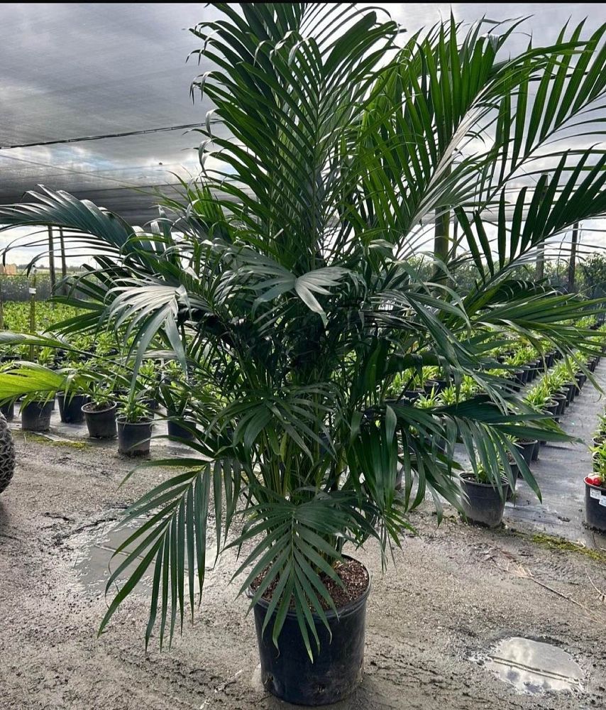 chamaedorea-cataractarum-cat-palm