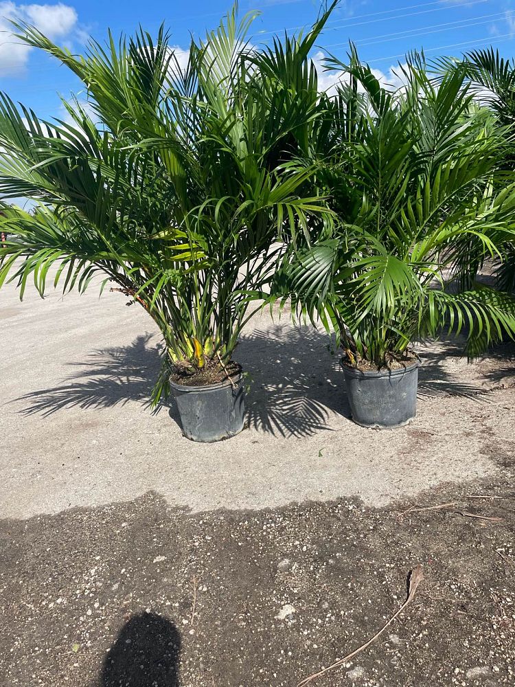 chamaedorea-cataractarum-cat-palm