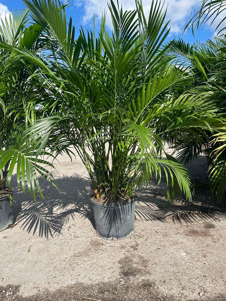 chamaedorea-cataractarum-cat-palm